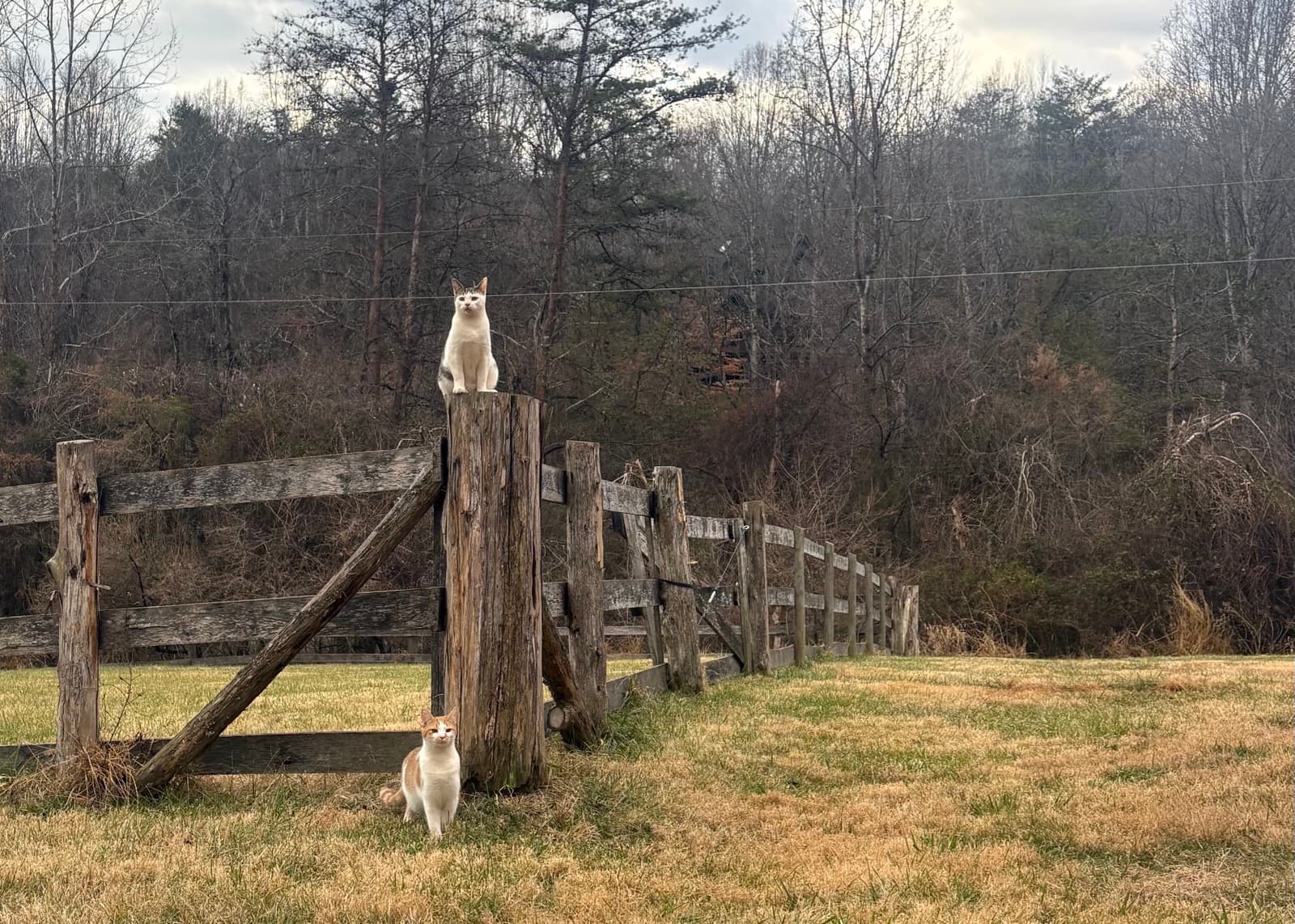 Ingleside Farm Welcomes Barn Cats